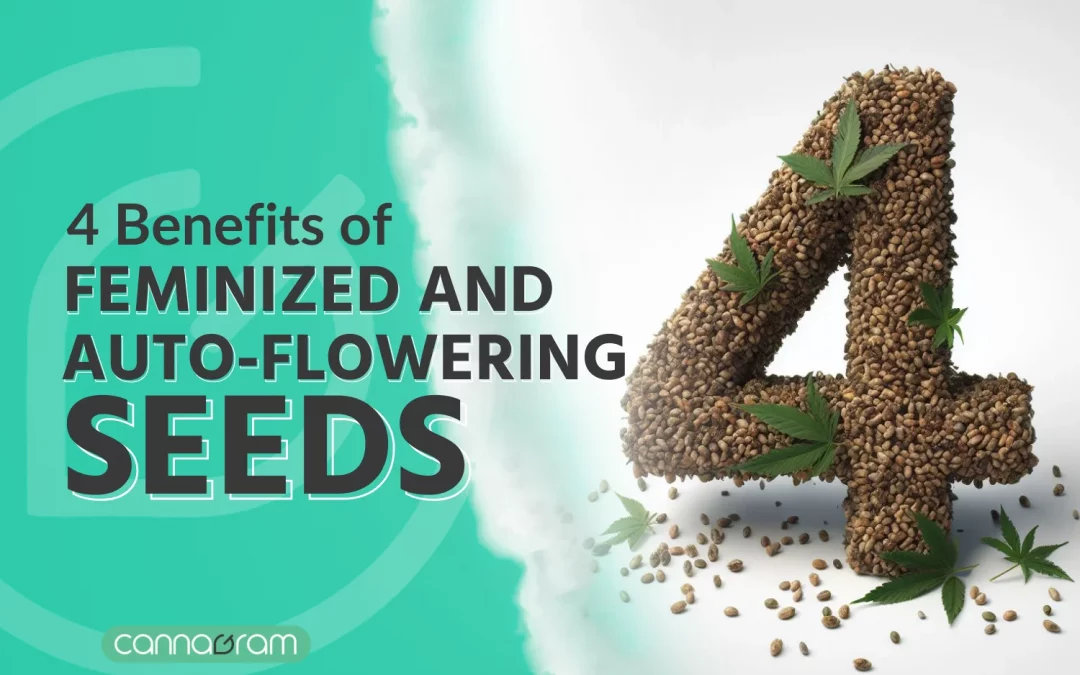 4 Magic Benefits of Feminized and Auto-flowering Seeds