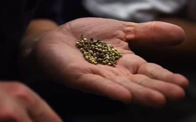 Benefits of Feminized & Auto-flowering Seeds