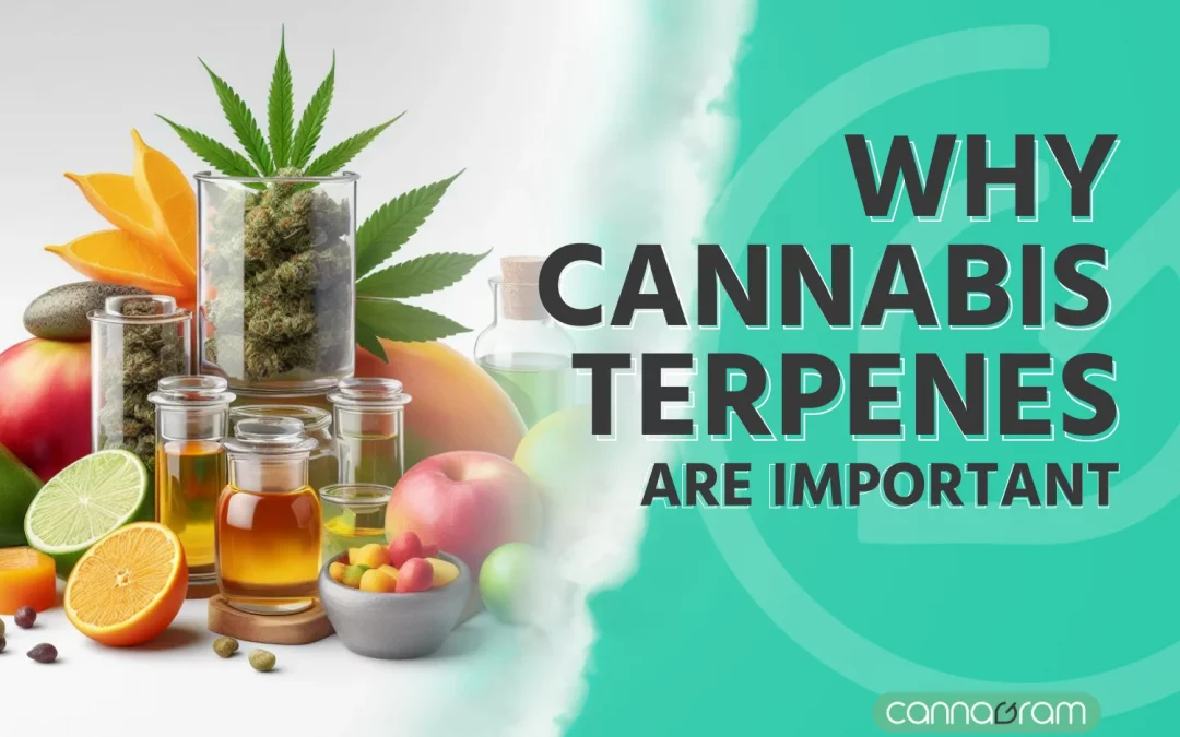 Why Cannabis Terpenes are Important
