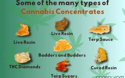 A Comprehensive Guide to 7 Popular Types of Cannabis Concentrates