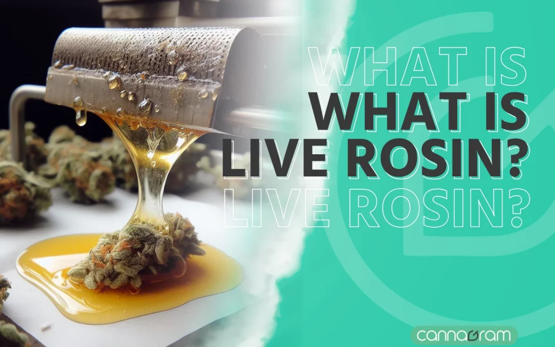 What is Live Rosin? The Fascinating Cannabis Extract – 2023