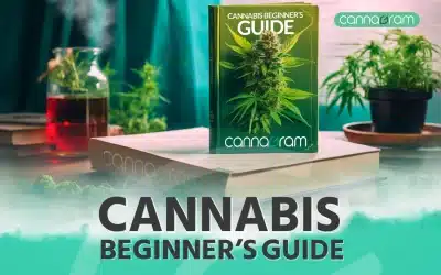 Cannabis Beginners Guide – All the Amazing Things About Cannabis 2023