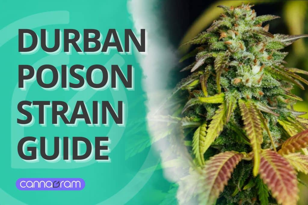 Durban Poison Strain Guide – A close-up of the vibrant Durban Poison cannabis strain, showcasing its resin-covered buds and deep green and purple leaves, alongside a modern Cannagram design.