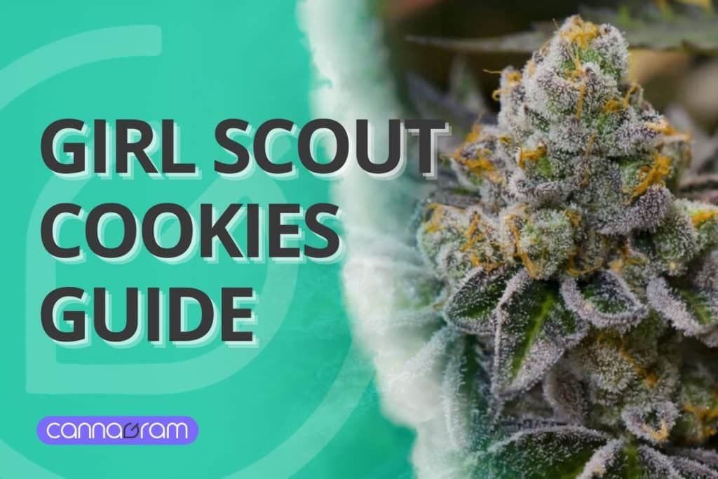 Girl Scout Cookies Strain Guide – A close-up of the frosty Girl Scout Cookies cannabis strain, showcasing its dense trichomes and vibrant orange pistils, alongside a modern Cannagram design.