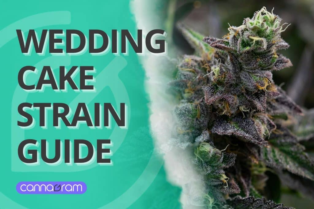 Wedding Cake Strain Guide – A visually striking image featuring a close-up of the Wedding Cake cannabis strain with frosty trichomes, alongside a modern graphic design with the Cannagram logo.