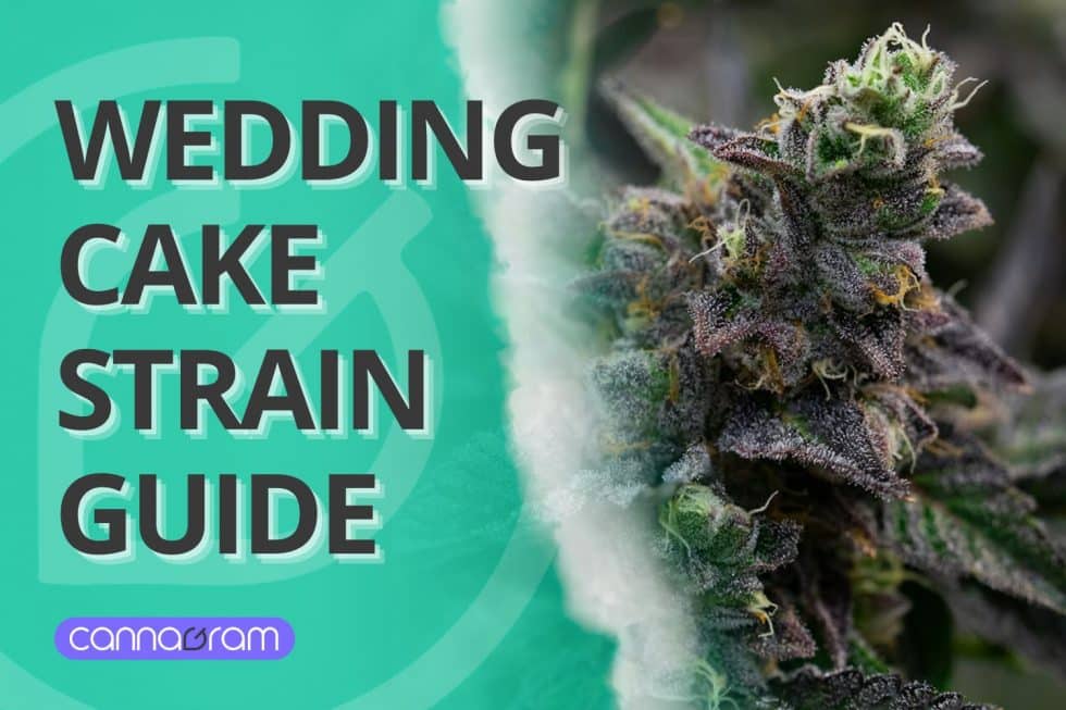 Wedding Cake Strain Ultimate Guide: Everything You Need to Know 2025
