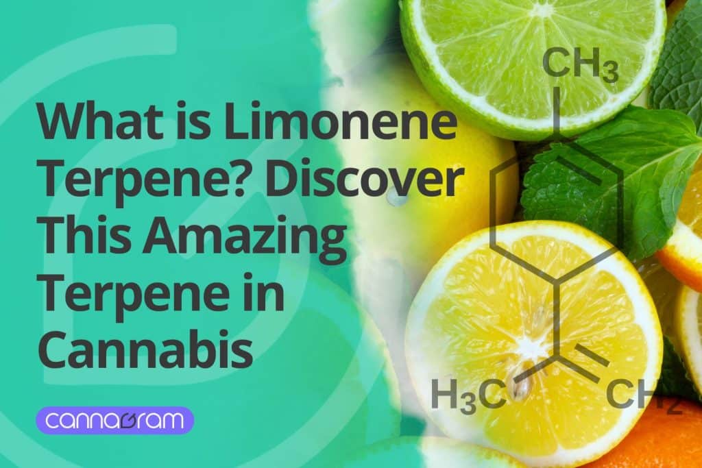 Close-up of a cannabis bud rich in Pinene Terpene, surrounded by pine needles, highlighting the natural source of Limonene Terpene effects.