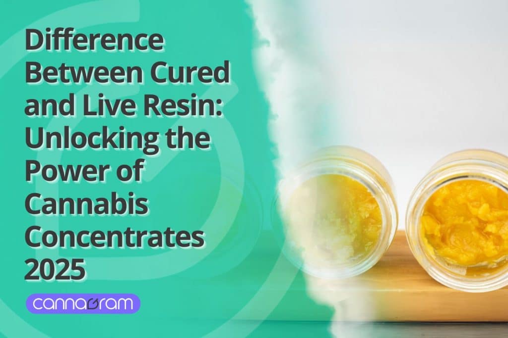 Two jars filled with golden cannabis concentrate, representing the difference between cured and live resin.