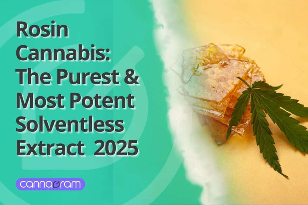High-quality Rosin Cannabis extract with a cannabis leaf.