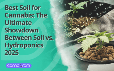 Best Soil for Cannabis: The Ultimate Showdown Between Soil vs. Hydroponics 2025