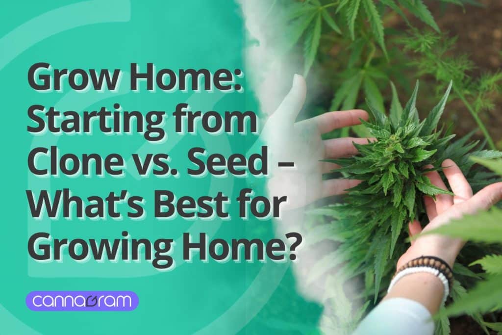 Grow Home: Comparing Clones vs. Seeds for the Best Cannabis Growing Experience.