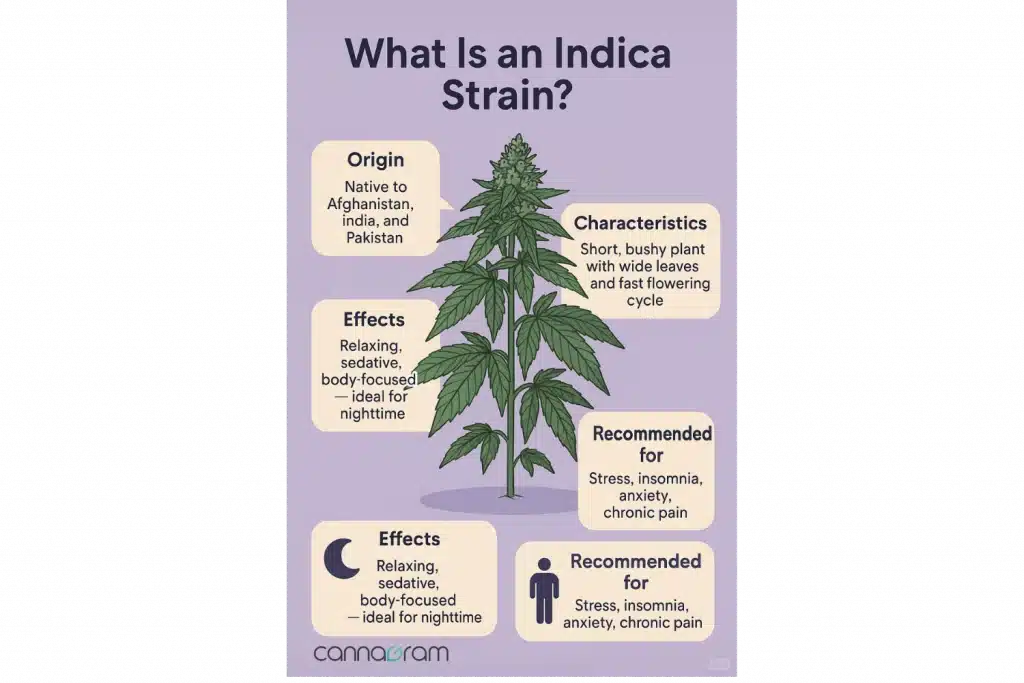  Infographic of an Indica cannabis strain featuring its short, bushy plant structure, wide leaves, nighttime effects, and therapeutic benefits.