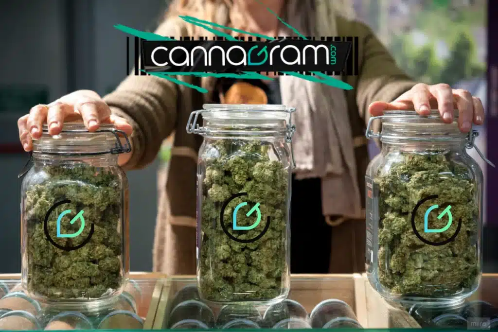 Person holding three airtight glass jars filled with cannabis flowers, illustrating the best way to store cannabis and keep buds fresh.