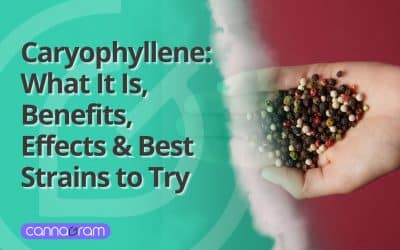Caryophyllene: What It Is, Benefits, Effects & Best Strains to Try
