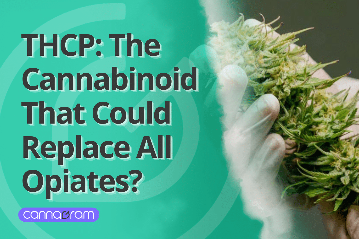 A checklist and magnifying glass with premium cannabis flower, illustrating four things to consider before buying high-quality cannabis, with Cannagram logo.