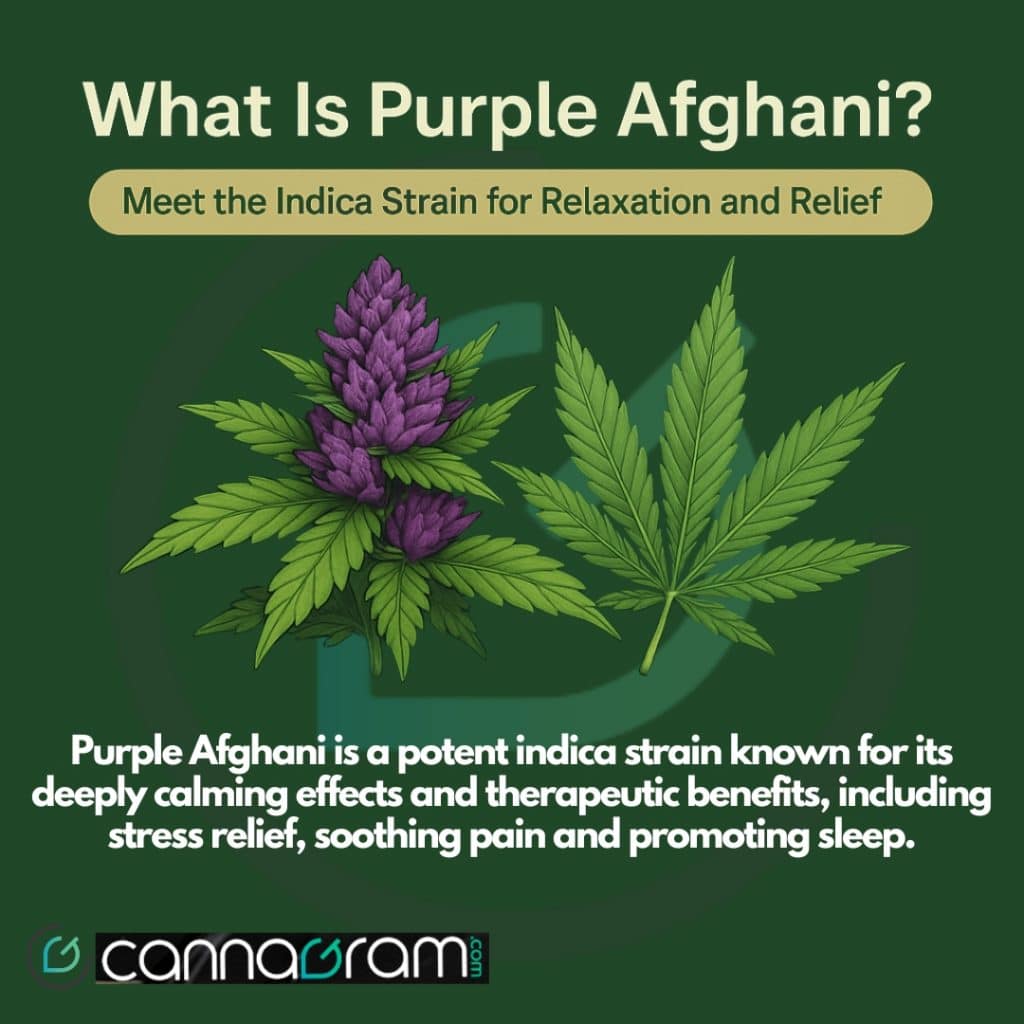 Illustration of Purple Afghani cannabis plant and leaf highlighting its relaxing effects