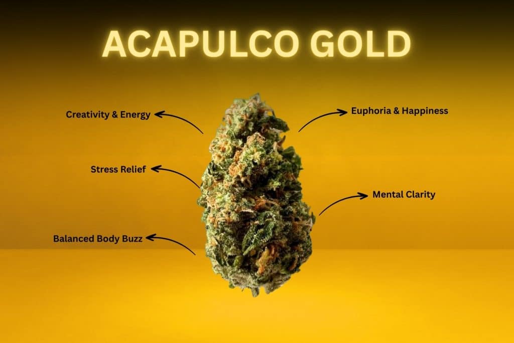 Acapulco Gold Strain cannabis bud with labeled effects including creativity, energy, stress relief, and mental clarity on a vibrant yellow background.