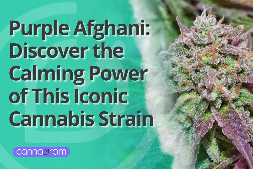 Close-up of Purple Afghani cannabis flower covered in trichomes, showcasing vibrant purple and green hues