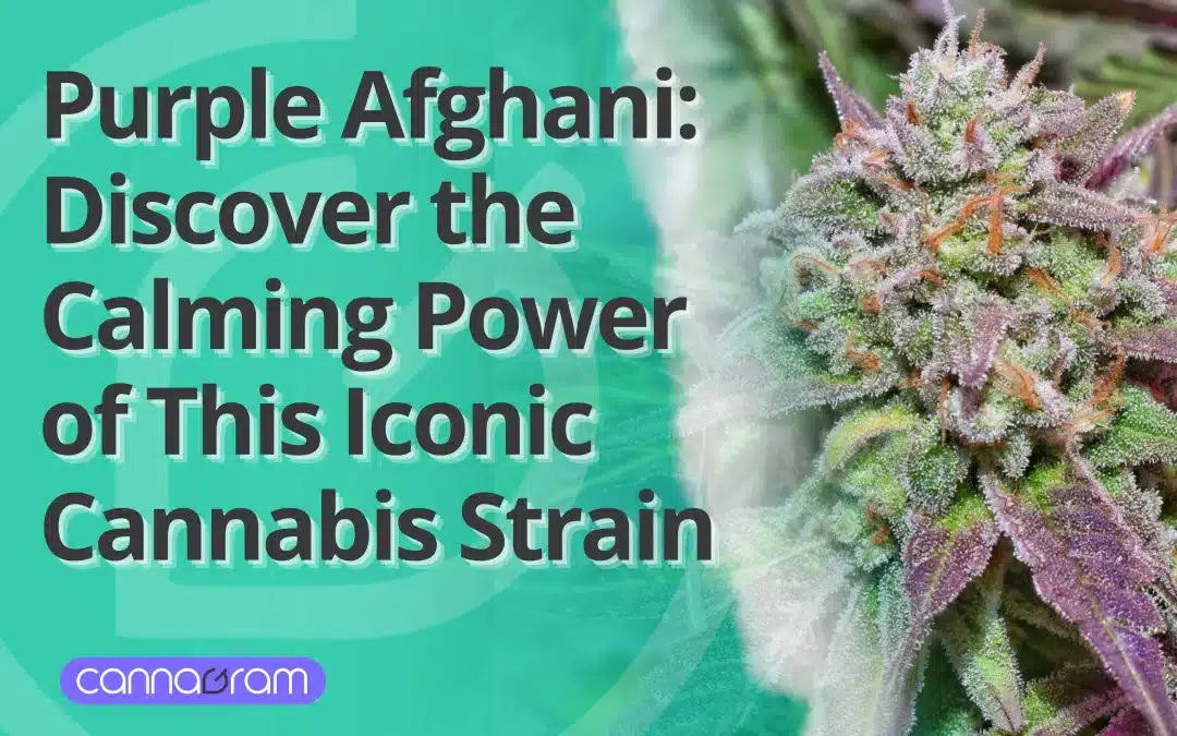 Close-up of Purple Afghani cannabis flower covered in trichomes, showcasing vibrant purple and green hues