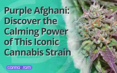 Purple Afghani: Discover the Calming Power of This Iconic Cannabis Strain