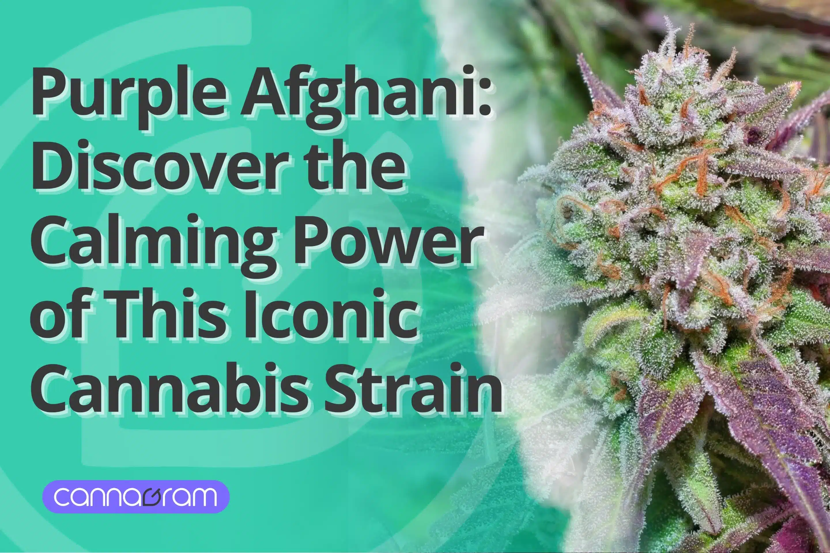 A checklist and magnifying glass with premium cannabis flower, illustrating four things to consider before buying high-quality cannabis, with Cannagram logo.