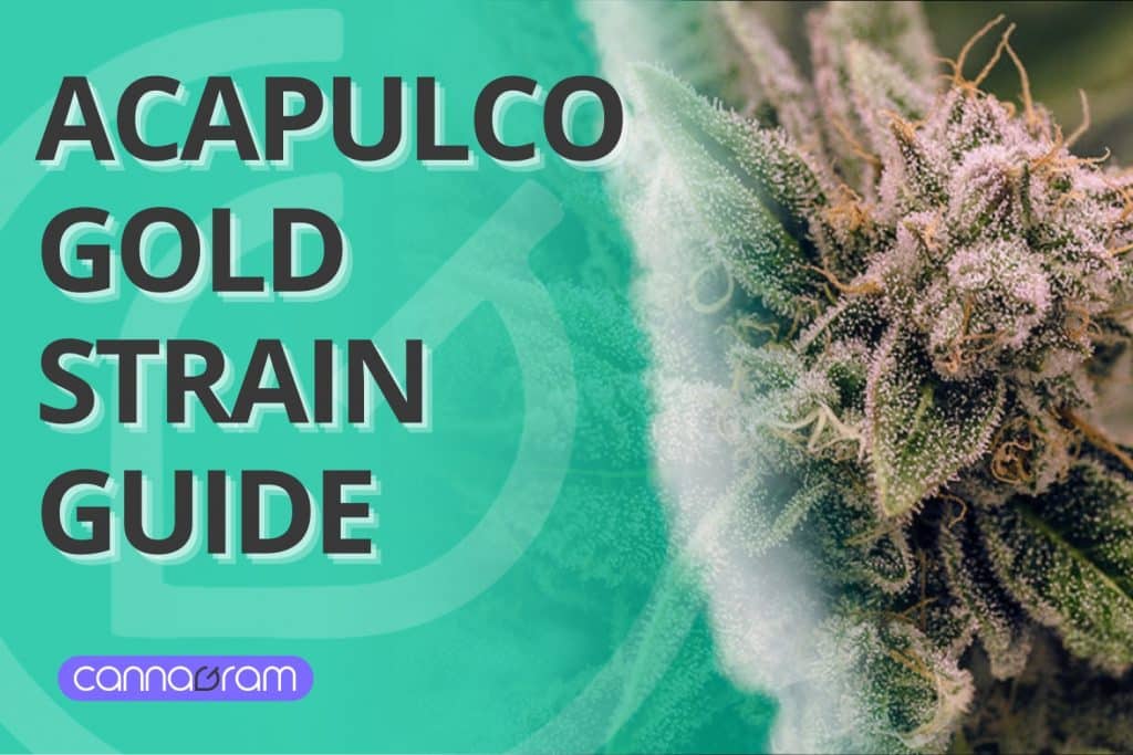 Close-up of a resin-covered cannabis bud from the Acapulco Gold Strain with a green background and informational text.