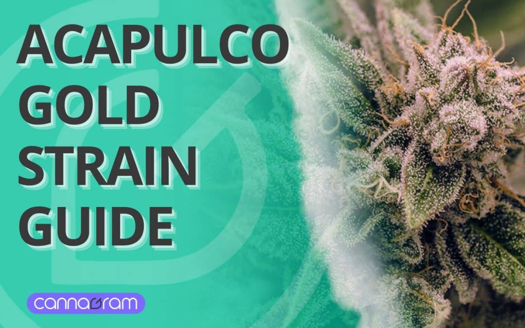 Close-up of a resin-covered cannabis bud from the Acapulco Gold Strain with a green background and informational text.