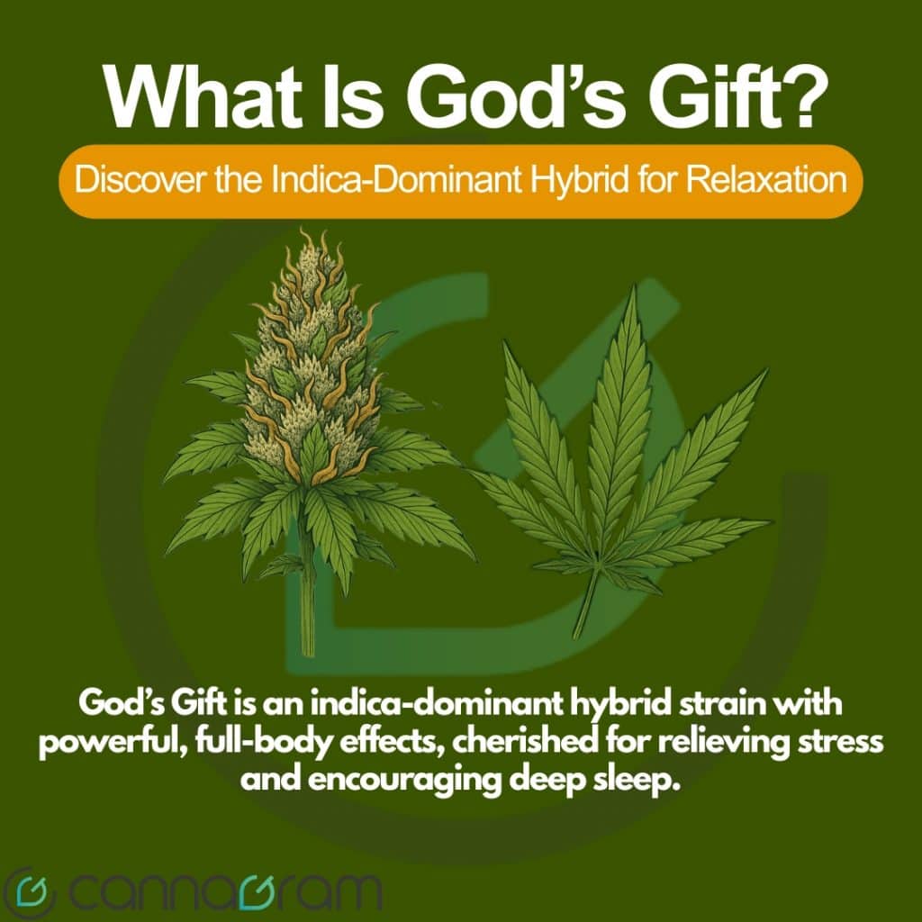 Illustration of the God’s Gift cannabis strain, featuring a frosty golden-green bud with orange pistils and a fan leaf on a green background, with text explaining its indica-dominant effects.