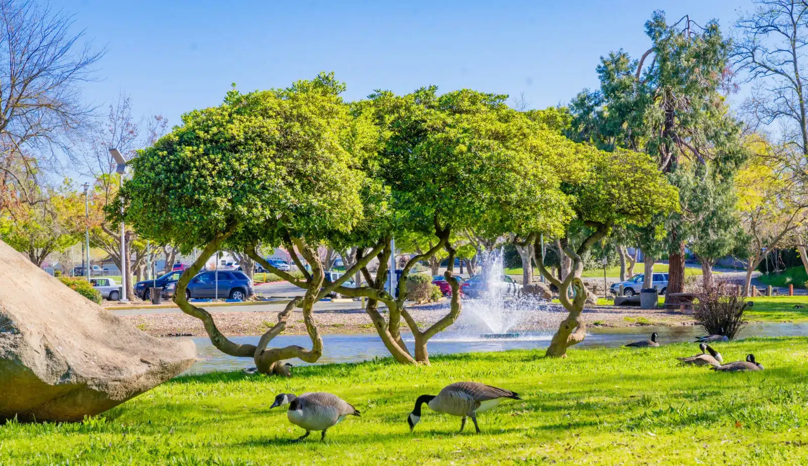 Ducks grazing and fountain spraying at Hagan Community Park in Rancho Cordova, CA
