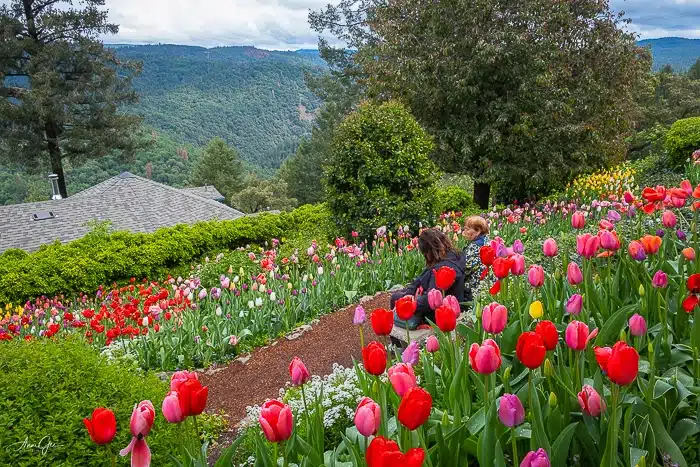 Blooming tulips at Jensen Botanical Garden with people enjoying the colorful view in Carmichael, CA