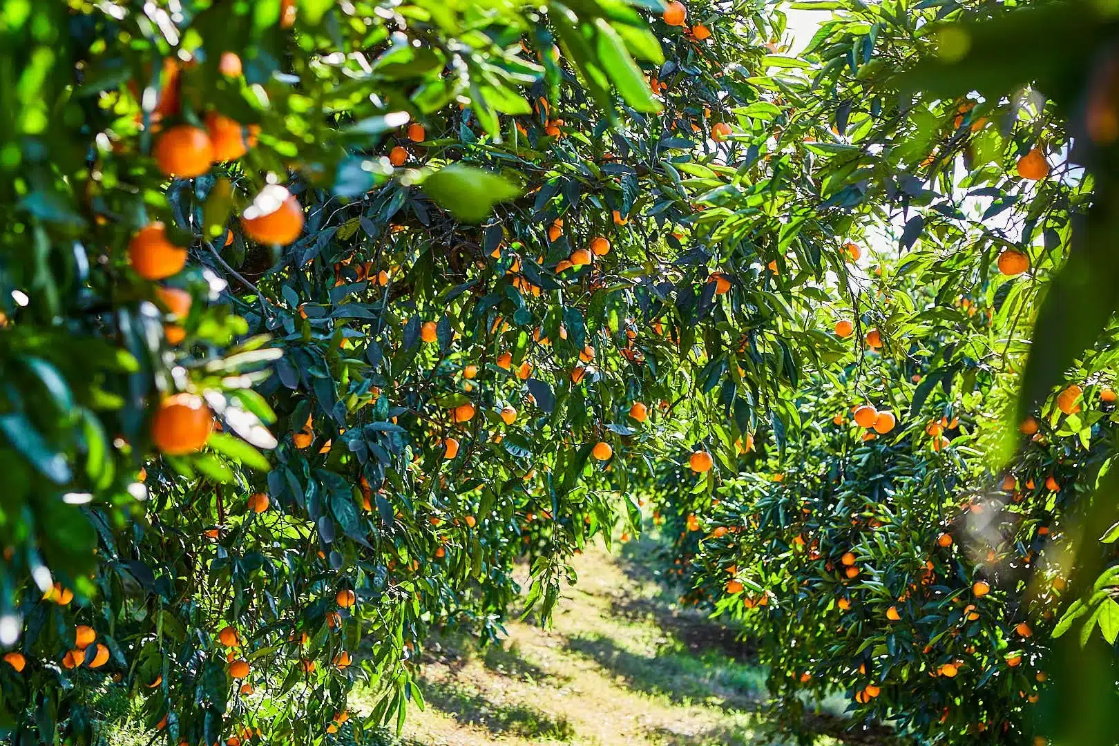Close-up of ripe, bright orange mandarin oranges hanging from the lush green branches of a tree at a Penryn, CA orchard.