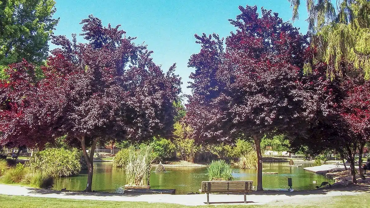 Tree-lined pond and walking trail at McKinley Park in Sacramento, CA on a sunny day