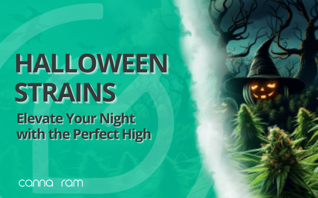Halloween strains banner with spooky pumpkins and cannabis buds – Cannagram Halloween 2025 blog.