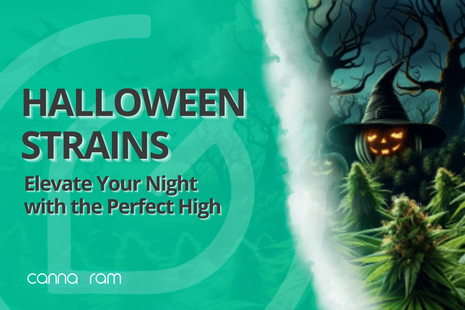 A checklist and magnifying glass with premium cannabis flower, illustrating four things to consider before buying high-quality cannabis, with Cannagram logo.