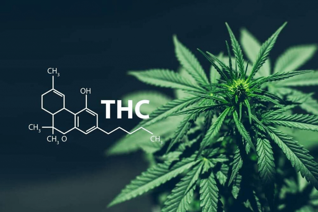THC neuroprotective effects illustrated by cannabis plant and THC molecular structure, highlighting the compound’s interaction with the brain