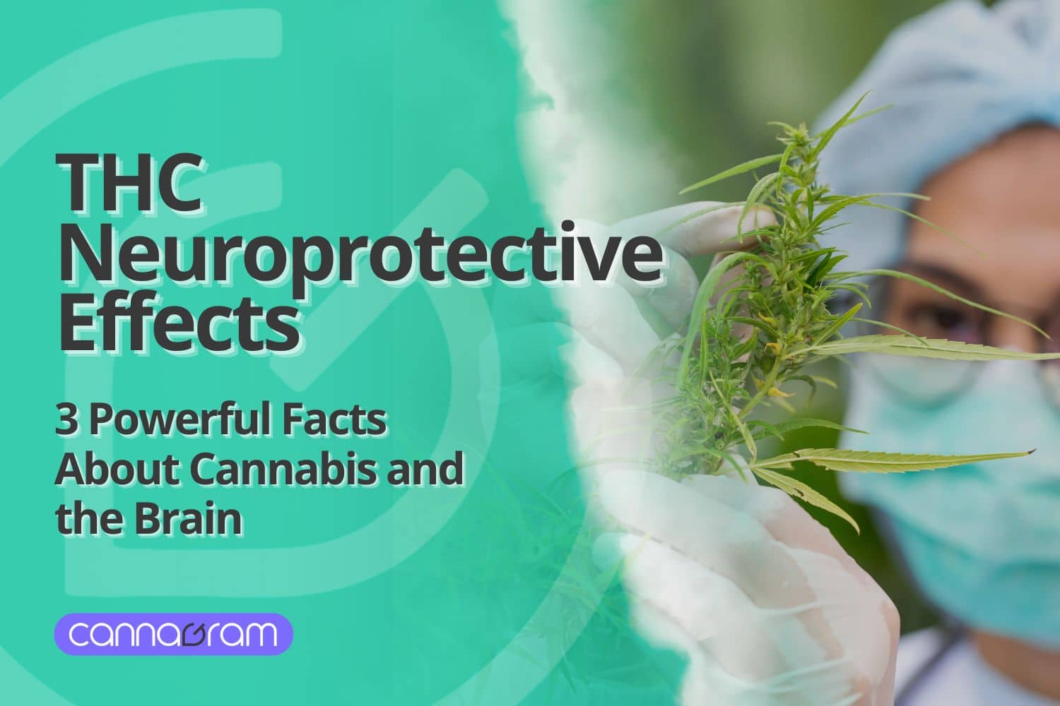 THC neuroprotective effects explained through scientific research on cannabis and brain health