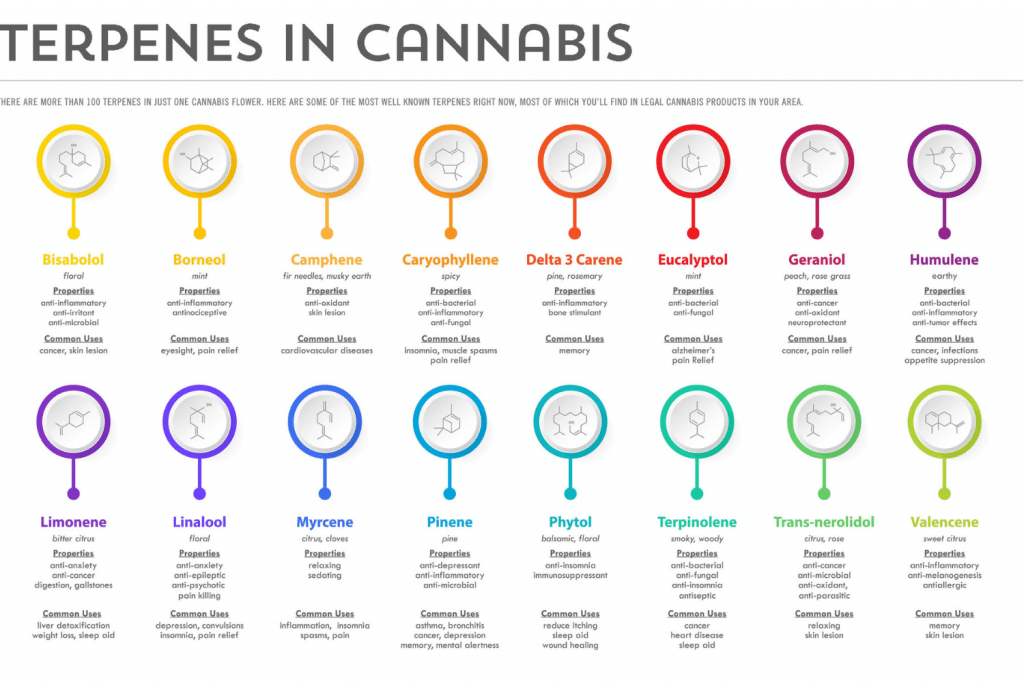 Infographic showing common cannabis terpenes, their properties, aromas, and uses, including limonene, myrcene, pinene, and caryophyllene.