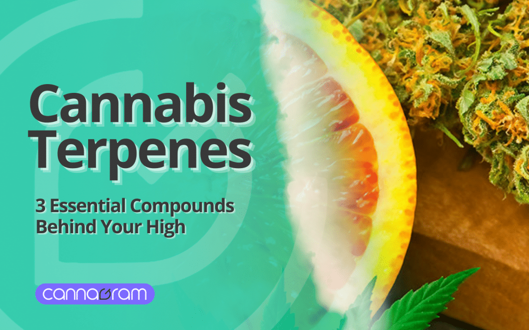 Cannabis terpenes illustrated with citrus fruit and cannabis flower, highlighting three essential compounds that influence aroma and experience.