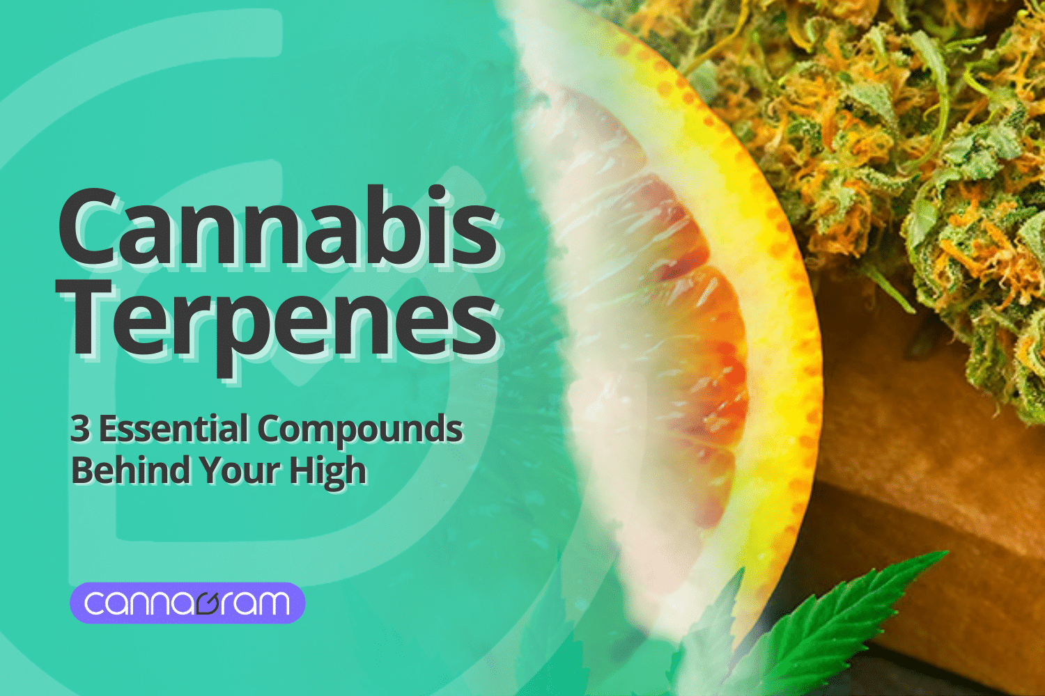 Cannabis terpenes illustrated with citrus fruit and cannabis flower, highlighting three essential compounds that influence aroma and experience.