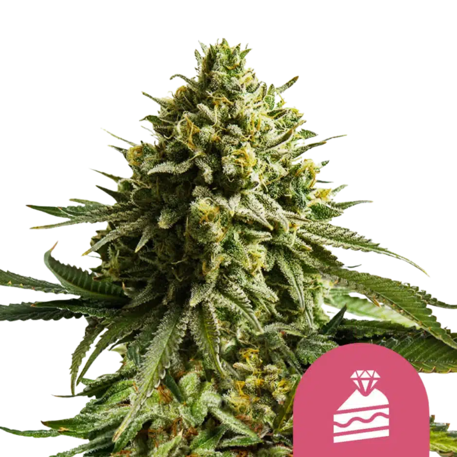 Wedding Cake strain feature products from CBX, King Roll, Lost Farm, Time Machine, and Pacific Stone