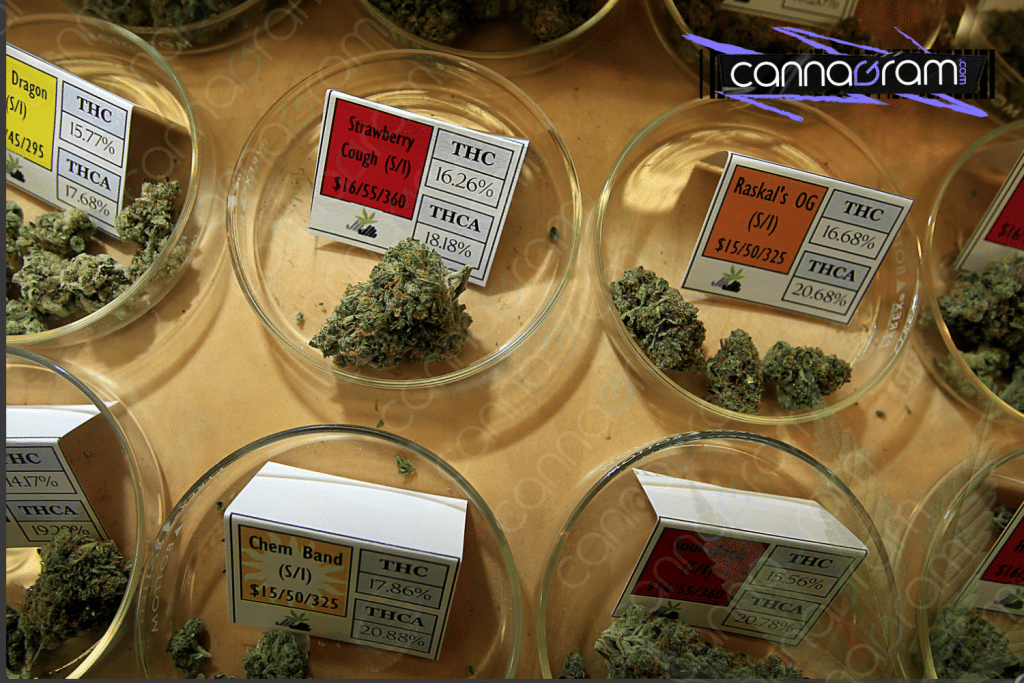 How to Choose the Right Cannabis Strain for Your Vibe — close-up of cannabis flower samples in glass jars with strain cards showing THC and THCA percentages, with Cannagram branding.