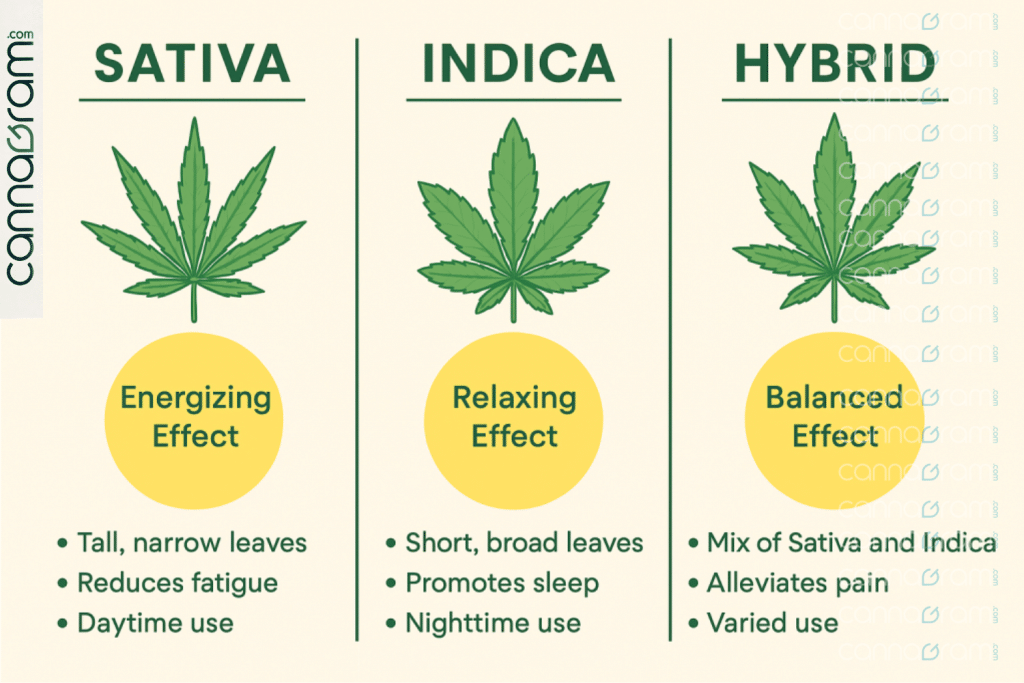 How to Choose the Right Cannabis Strain for Your Vibe — infographic comparing sativa, indica, and hybrid with energizing, relaxing, and balanced effects.