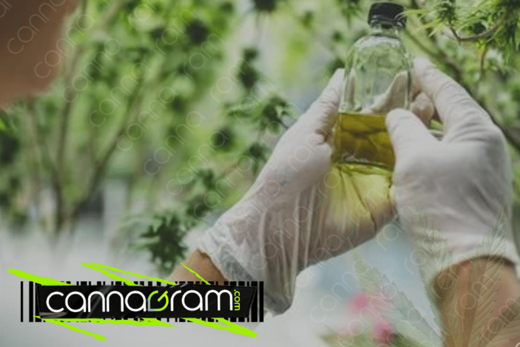 The Therapeutic Potential of Cannabis — gloved hands holding a small bottle of cannabis oil/extract in a grow or lab setting, with Cannagram branding.