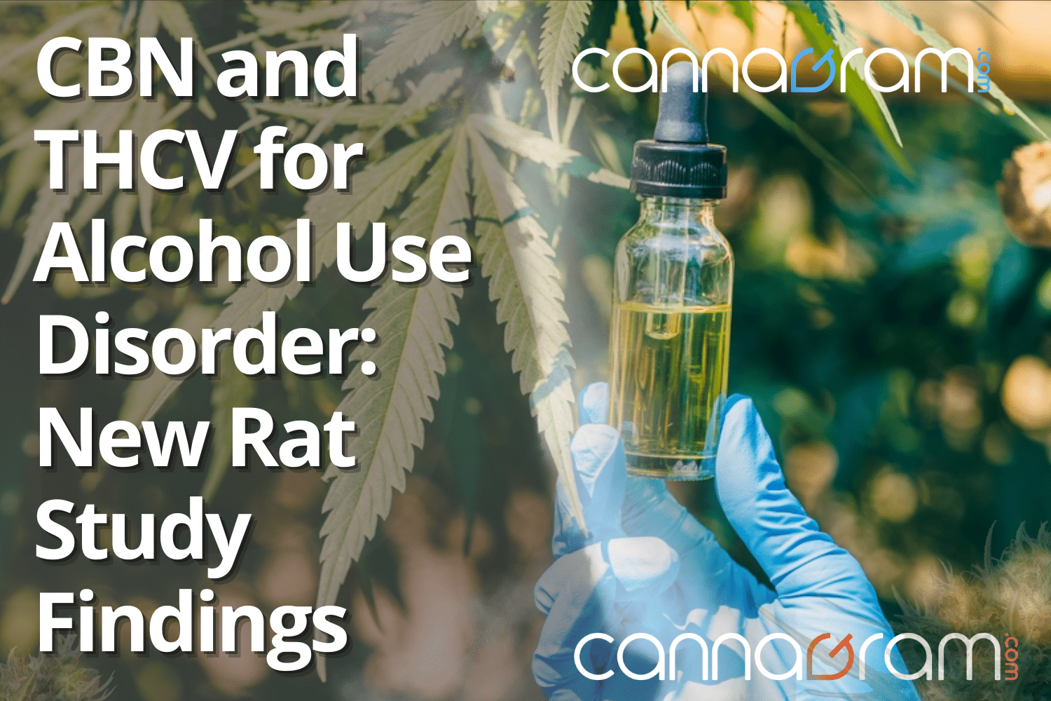 CBN and THCV for alcohol use disorder — cover graphic showing gloved hands holding a dropper bottle in a cannabis plant setting.