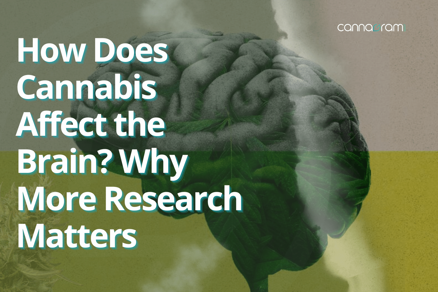 How cannabis affects the brain with cannabis leaf overlay