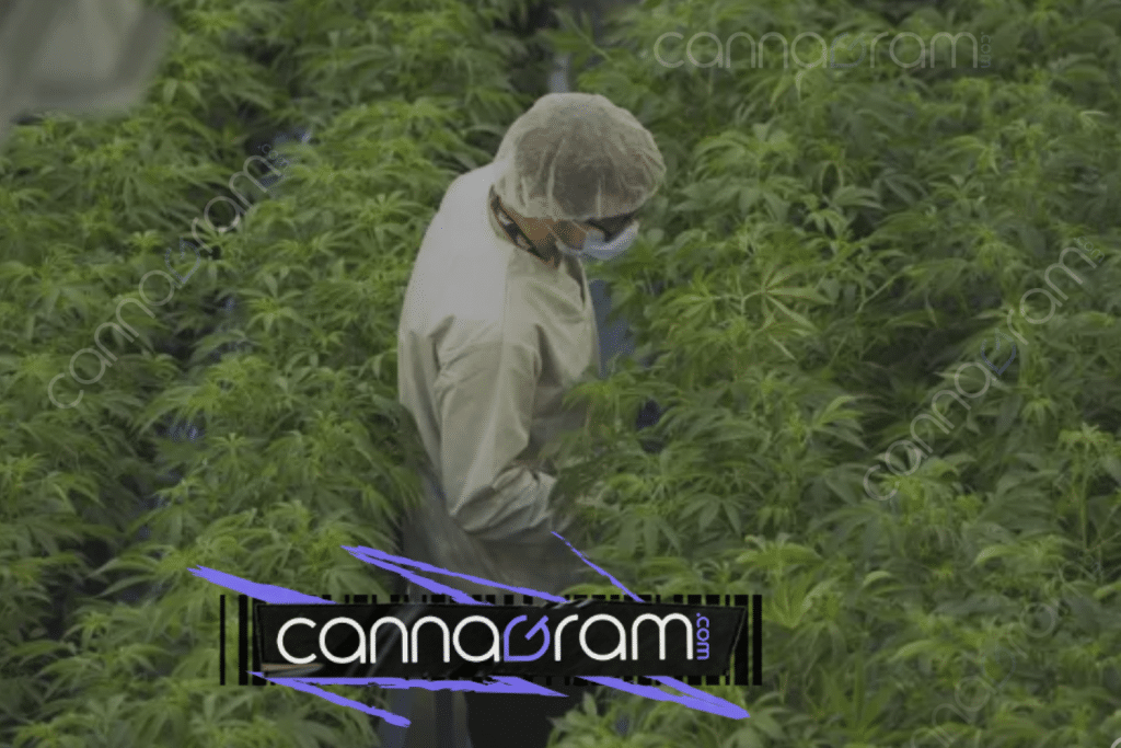 Researcher inspecting cannabis plants in a cultivation facility