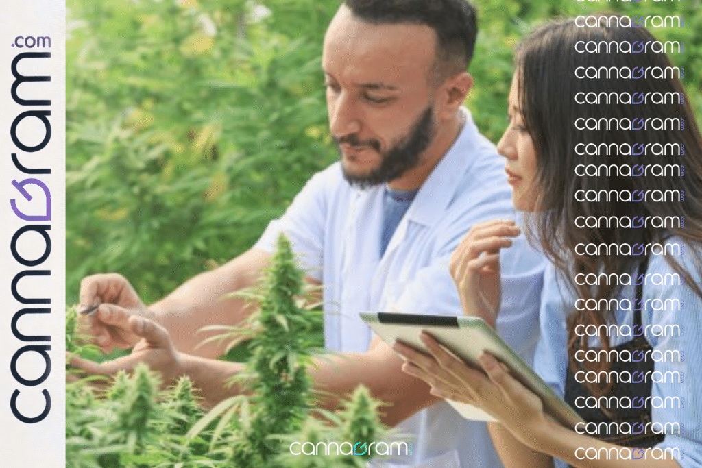 Cannabis researchers examining plants and recording observations