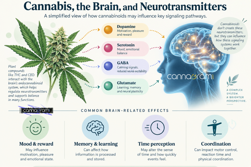Cannabis plant and brain infographic explaining cannabinoids and neurotransmitter signaling.