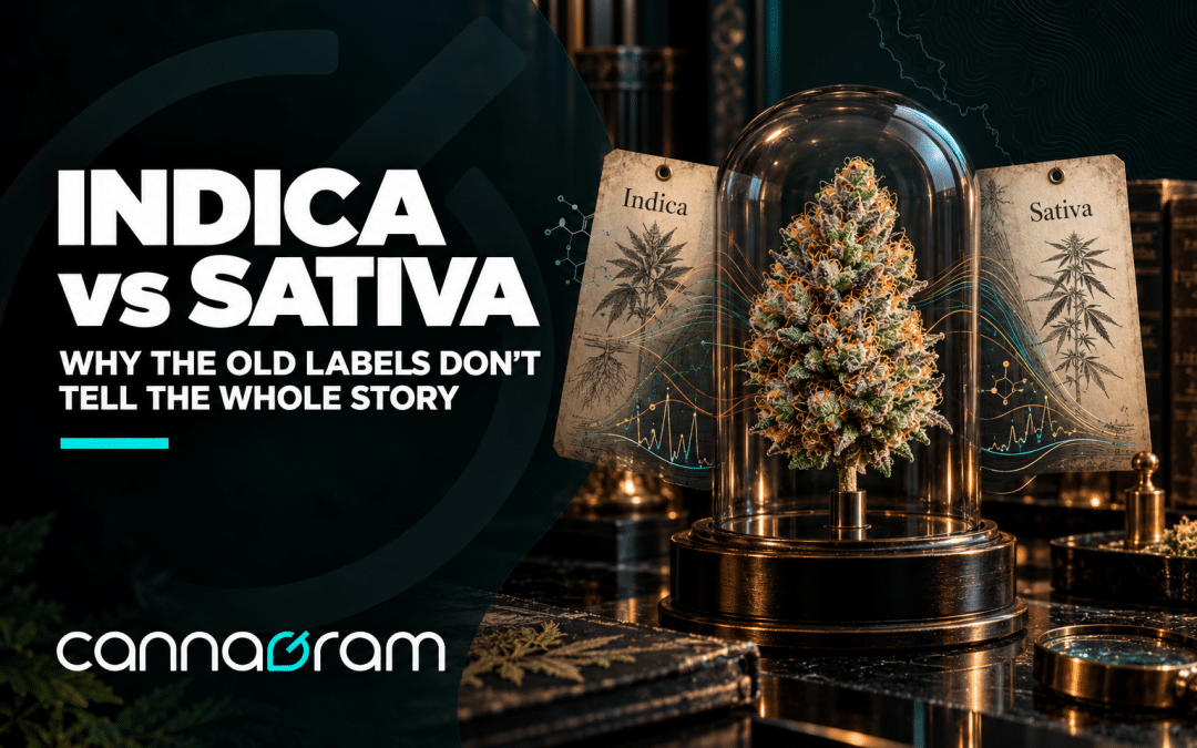 Indica vs Sativa cannabis labels displayed beside a flower specimen