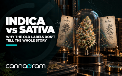 Indica vs Sativa: Why the Old Labels Don’t Tell the Whole Story